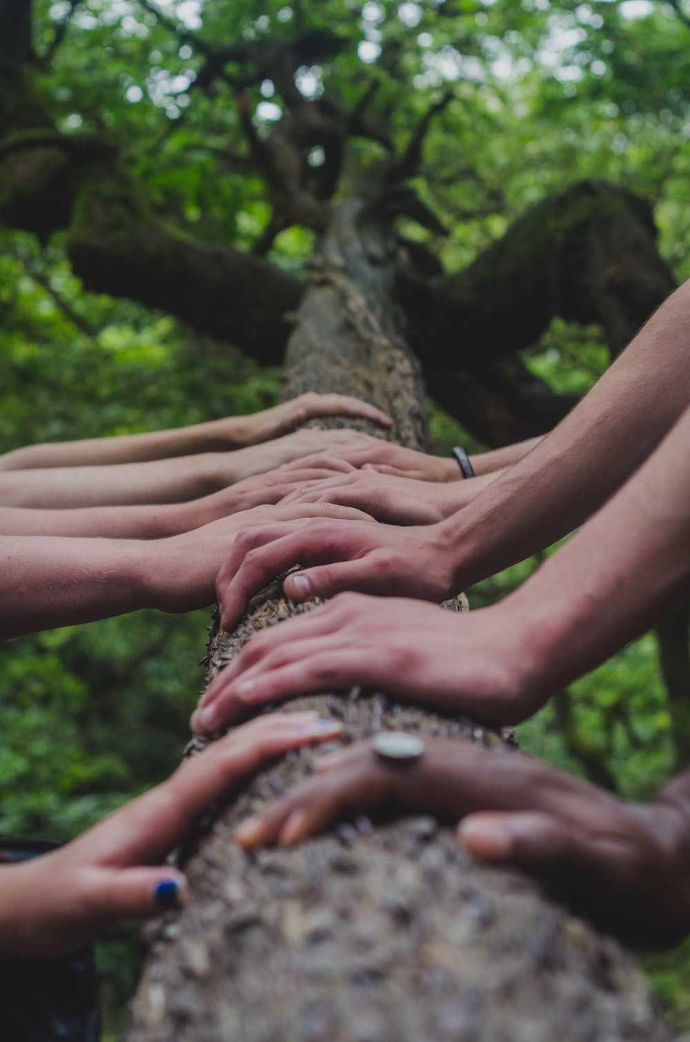 Several people with their hand’s on a tree’s bark 