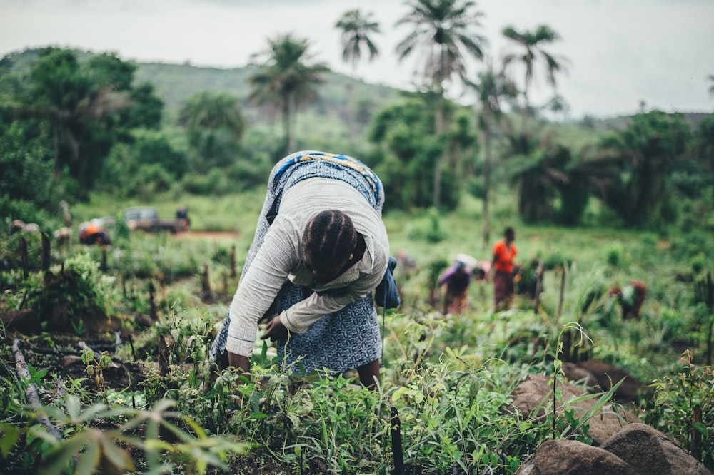 farmers in a field.